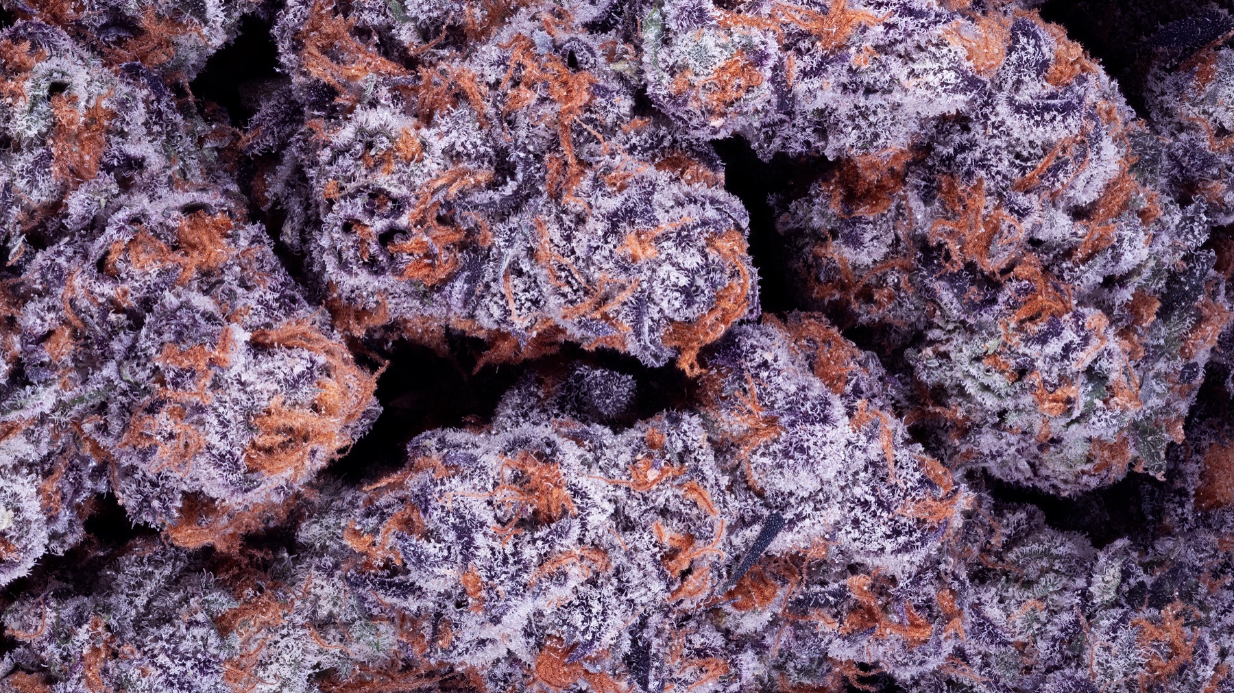 Macro of frosted purple Lumpy's flower