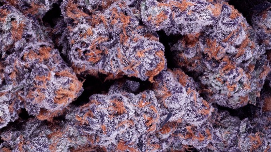 A pile of frosted purple and amber whole buds