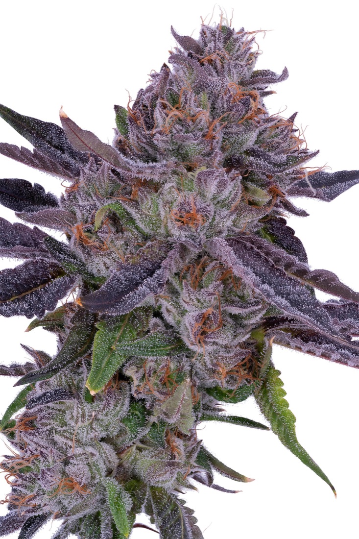 Lemon Cherry Gelato
